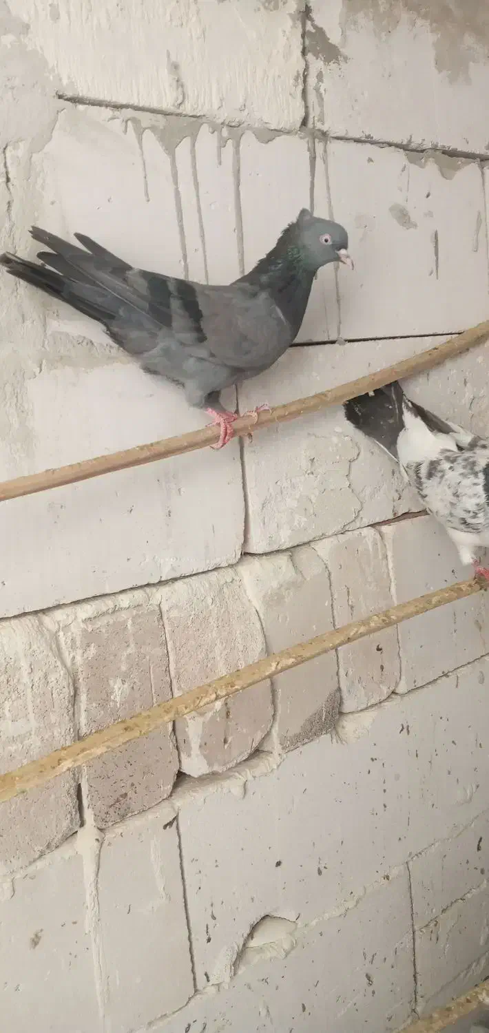 کبوتر رنگی|پرنده|خرمشهر, |دیوار