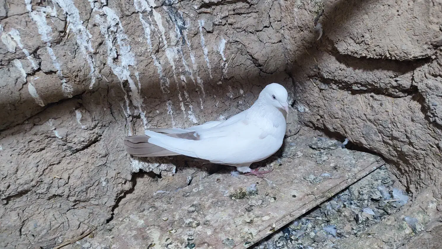 تکدوم . پرشی|پرنده|کبودرآهنگ, |دیوار