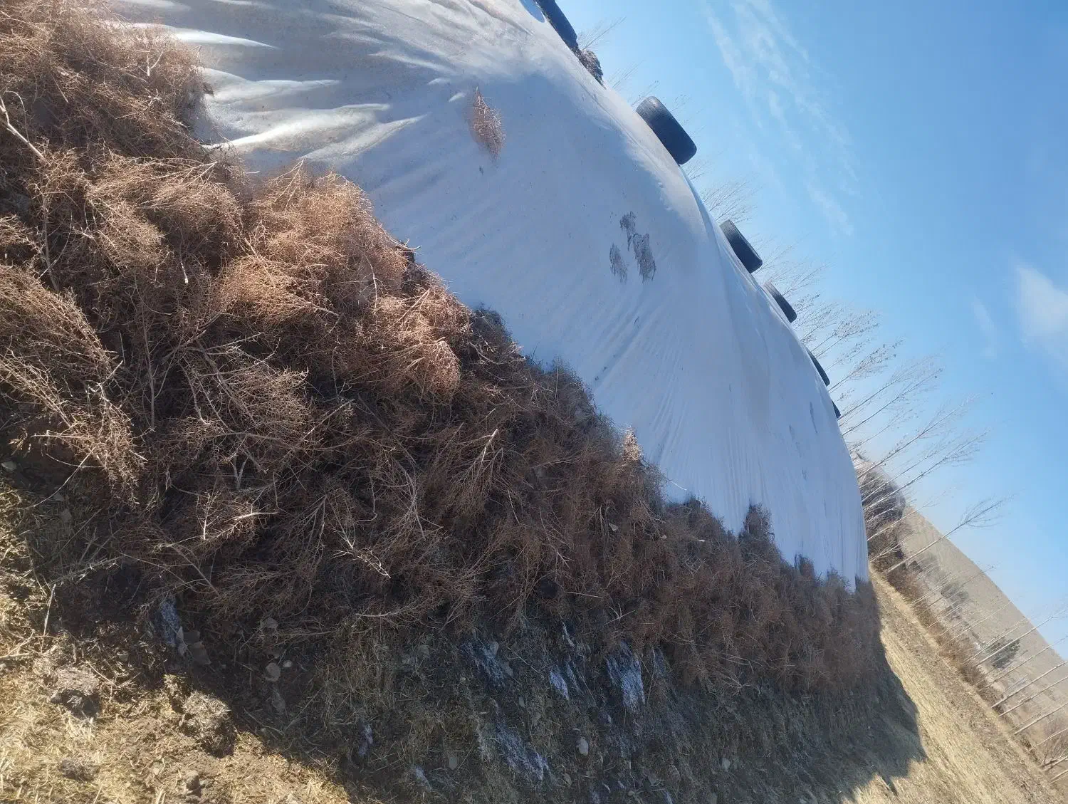 کاه|عمده‌فروشی|کشاورز, |دیوار