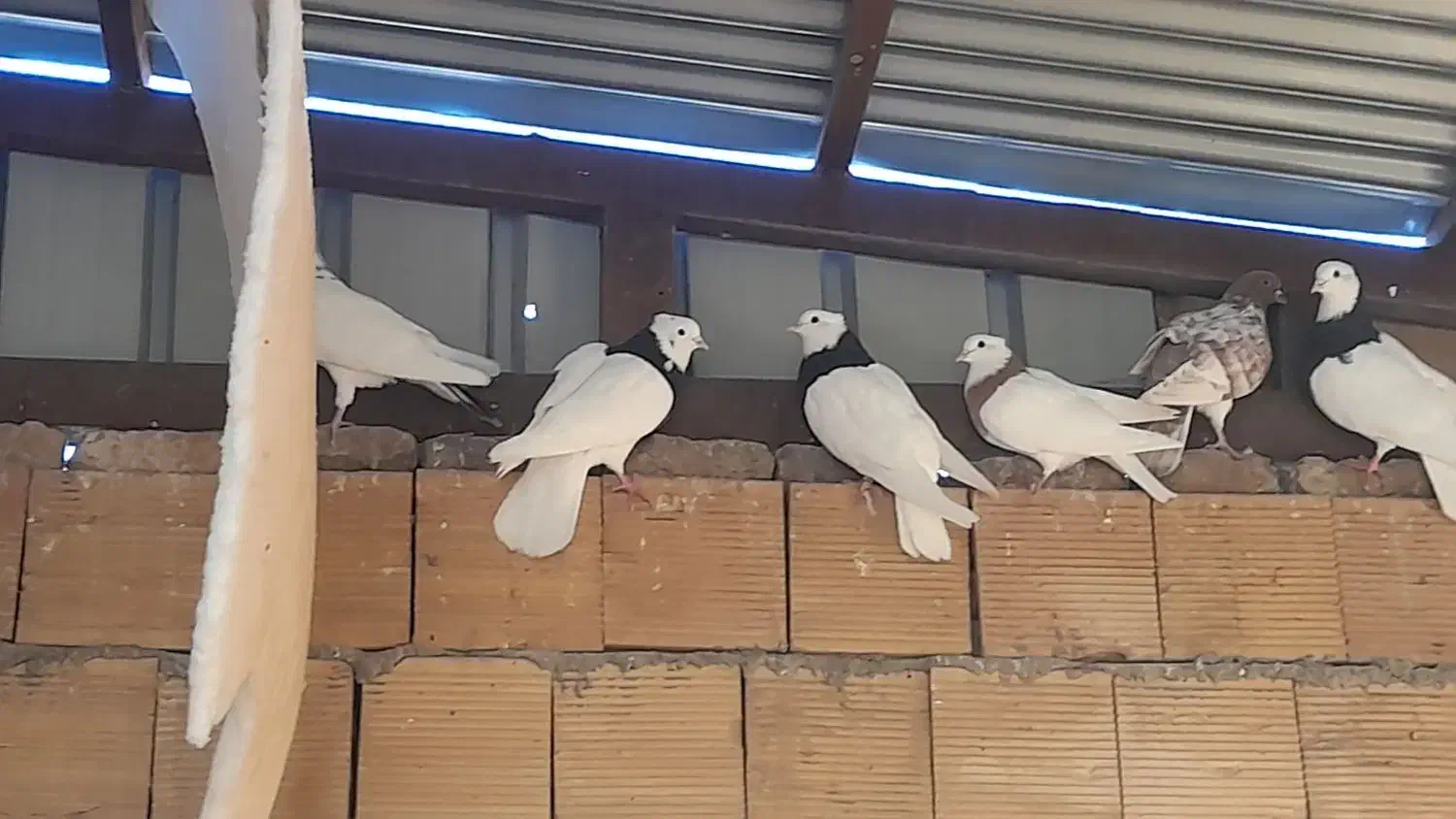 کبوتر  یا سیره|پرنده|گوآور, |دیوار