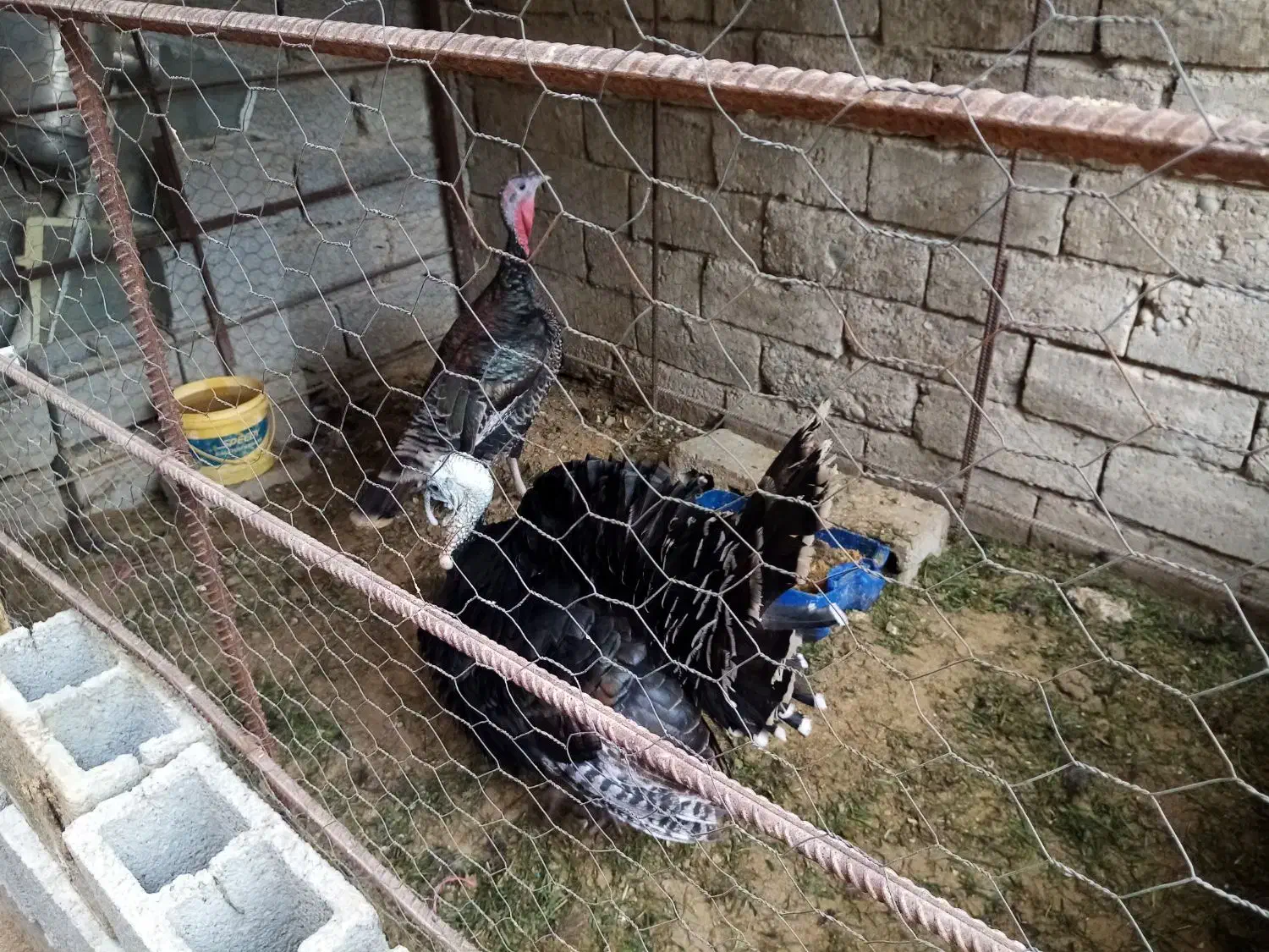 بوقلمون نر وماده|حیوانات مزرعه|آبپخش, |دیوار