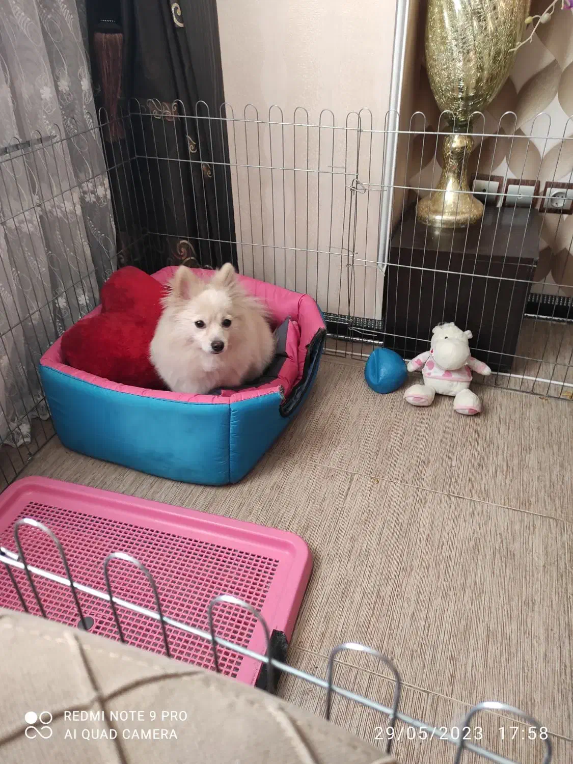 سگ پامر روباهی|سگ|بجنورد, |دیوار