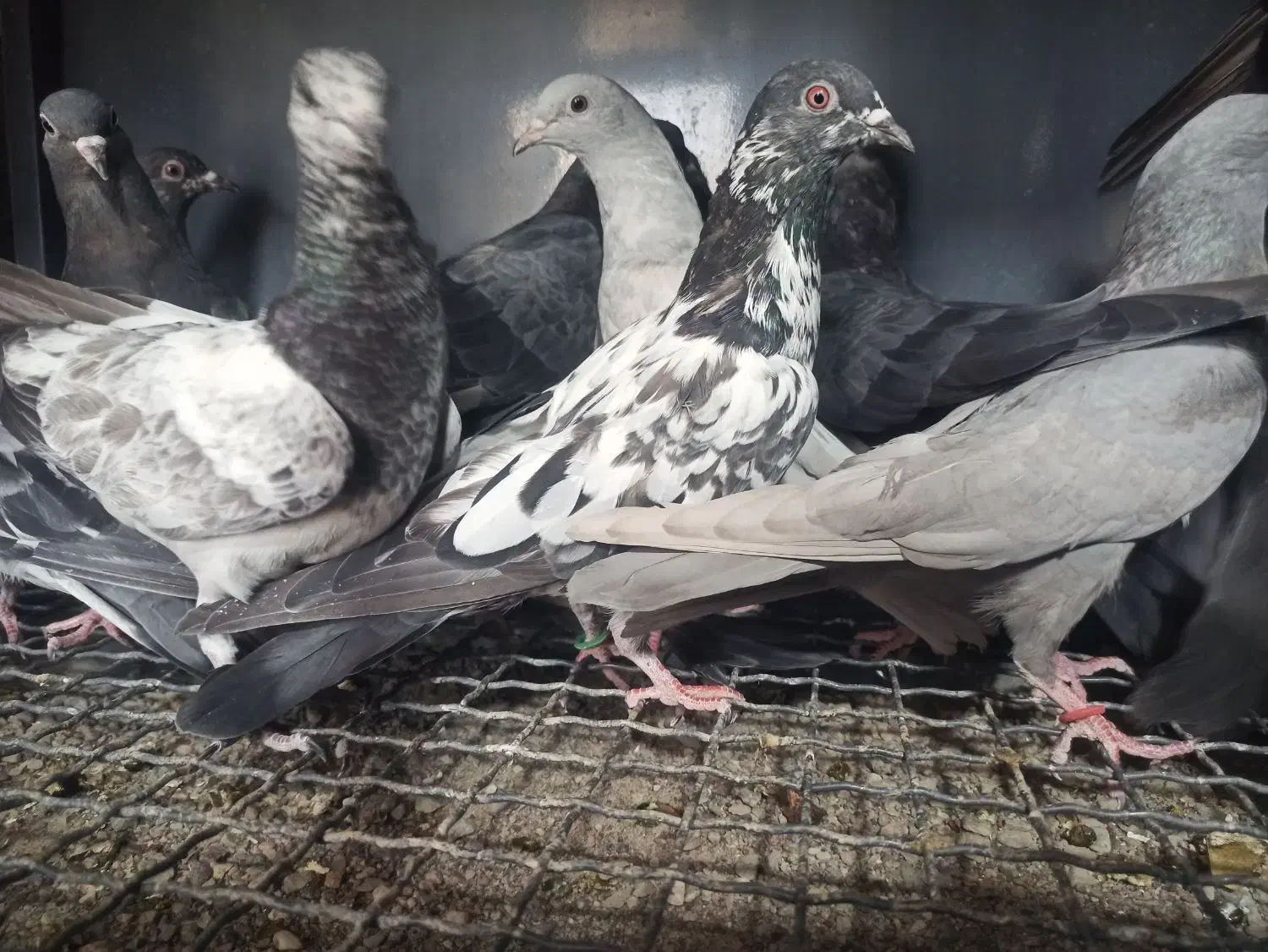 کبوترپاکستانی|پرنده|بندرعباس, |دیوار