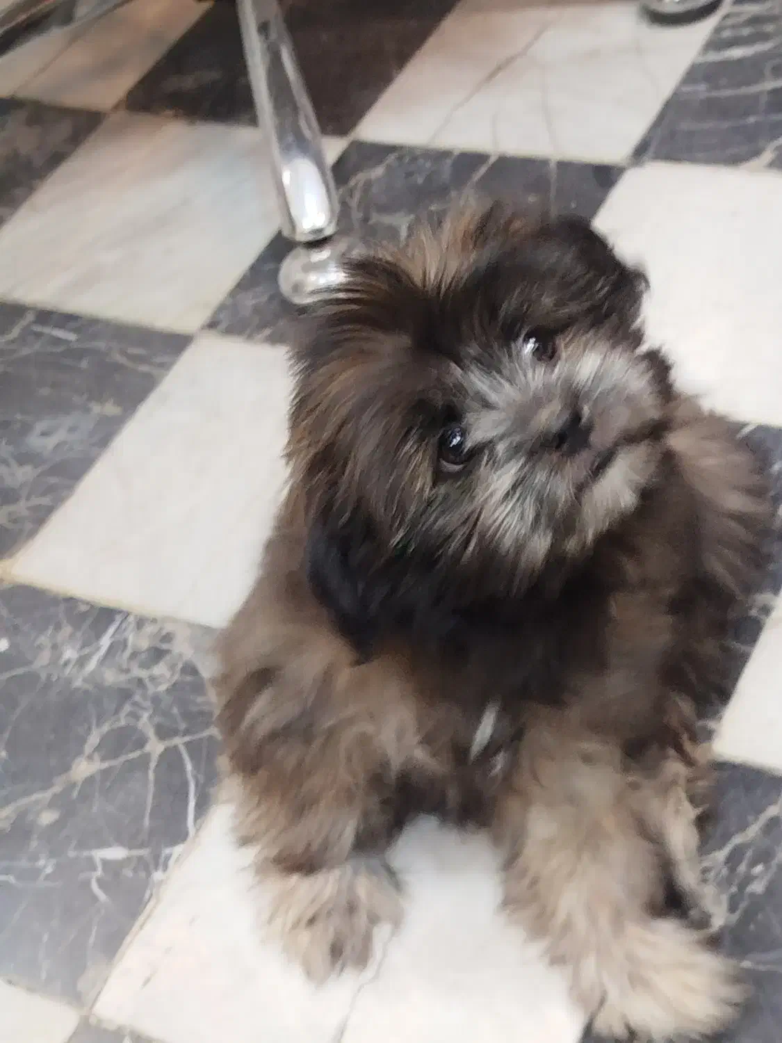 سگ پاکوتاه|سگ|مشهد, حسینآباد|دیوار