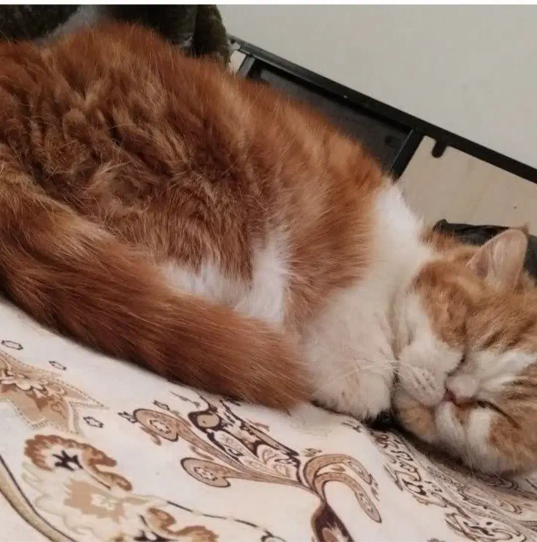 گربه پرشین|گربه|قم, پردیسان|دیوار