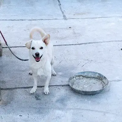 پیدا شده|سگ|مرودشت, شهرک مهدیه|دیوار