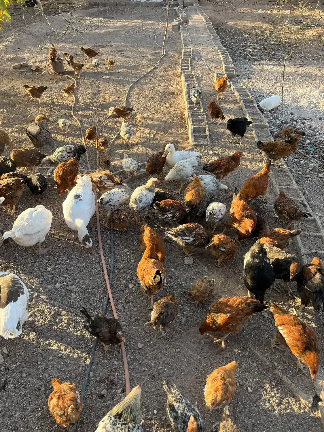 مرغ و خروس و غاز و قوغاز و اردک|حیوانات مزرعه|قزوین, |دیوار