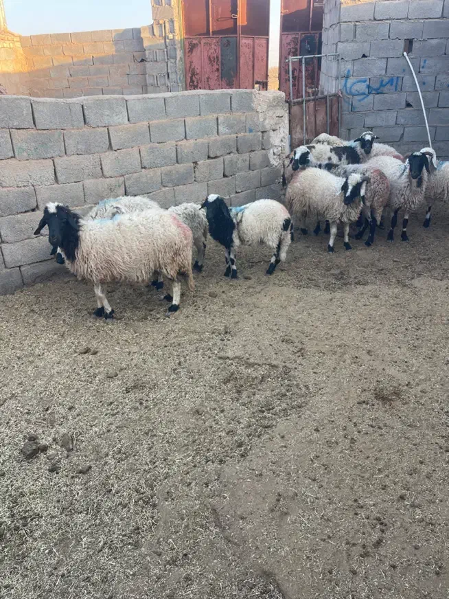 میش ابستن محلی ودورگ معاوضه بابزخوب. زرند|حیوانات مزرعه|کرمان, |دیوار