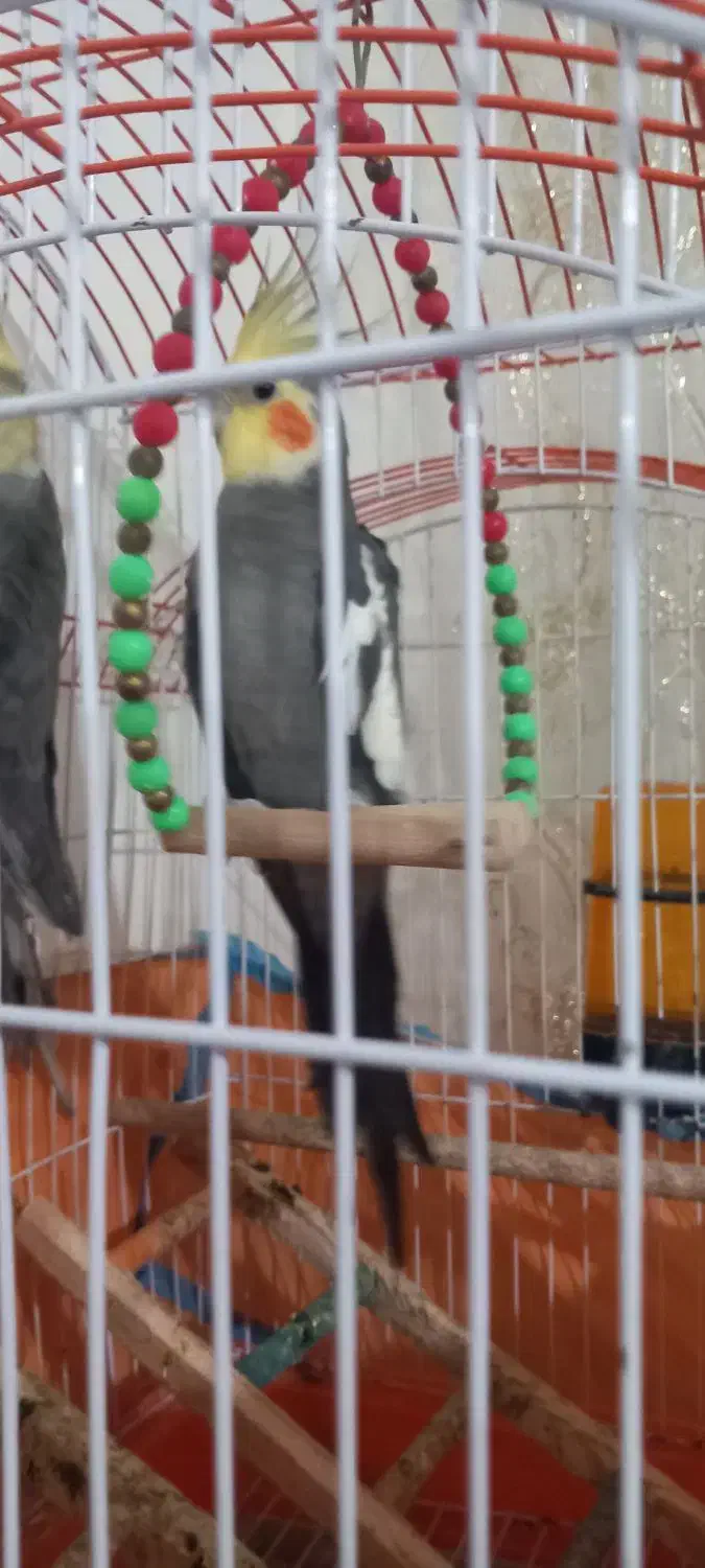 یک جفت توطی عروس بالغ به همراه قفس|پرنده|رشت, فخب|دیوار