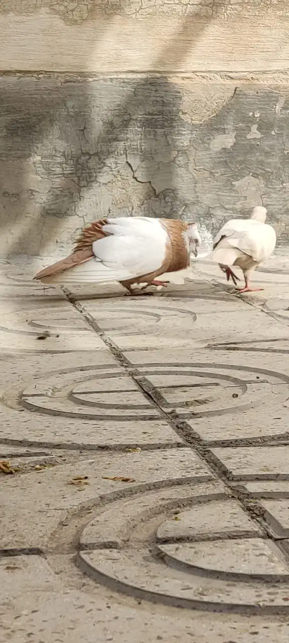 کفتر رنگی طوقه دار و هفرنگ|پرنده|محمدیه-قزوین, |دیوار