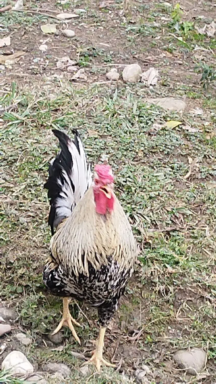 فروش خروس گلین|حیوانات مزرعه|شیرگاه, |دیوار