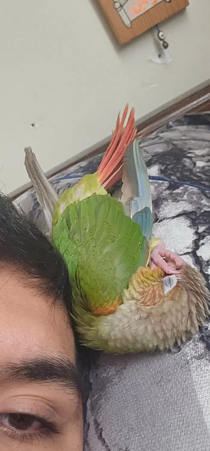 گرینچیک|پرنده|ری, علایین|دیوار