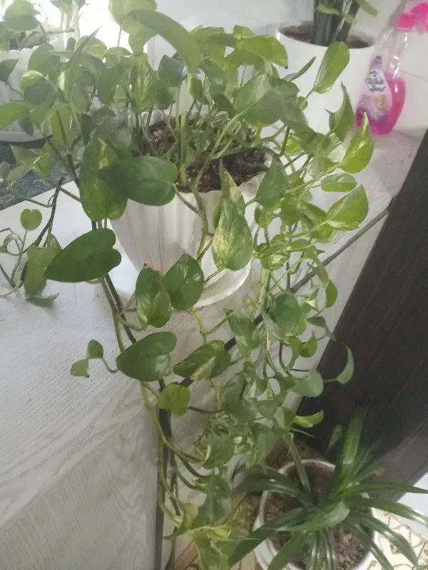 پتوس|ماهی|تربت‌حیدریه, قاسم آباد|دیوار