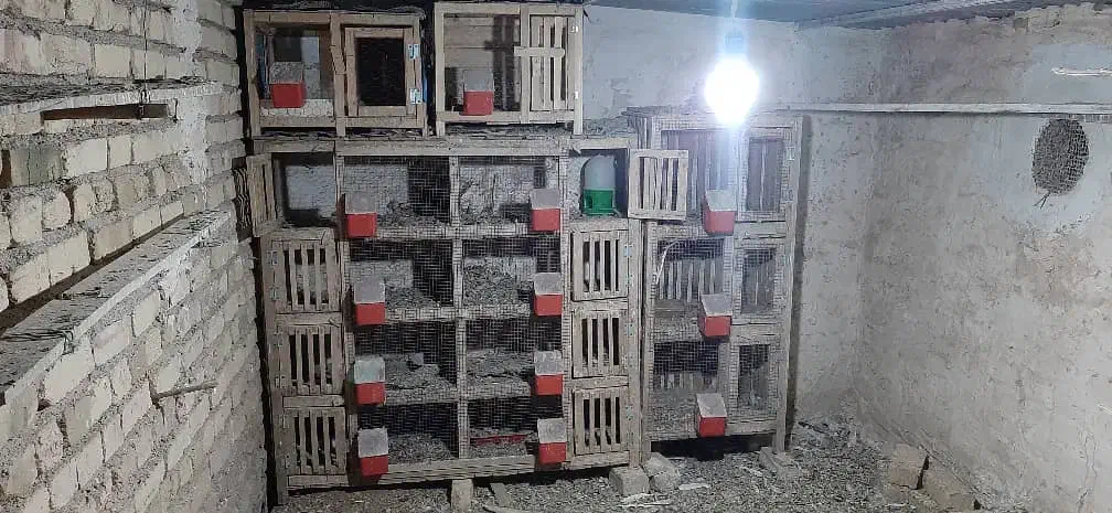 با سلام فروش تعداد۱۳عددجفت کن کبوتر|لوازم جانبی حیوانات|خرمدره, |دیوار