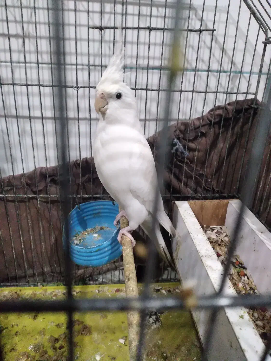 جفت عروس پاریس آلبینو|پرنده|شادگان, |دیوار