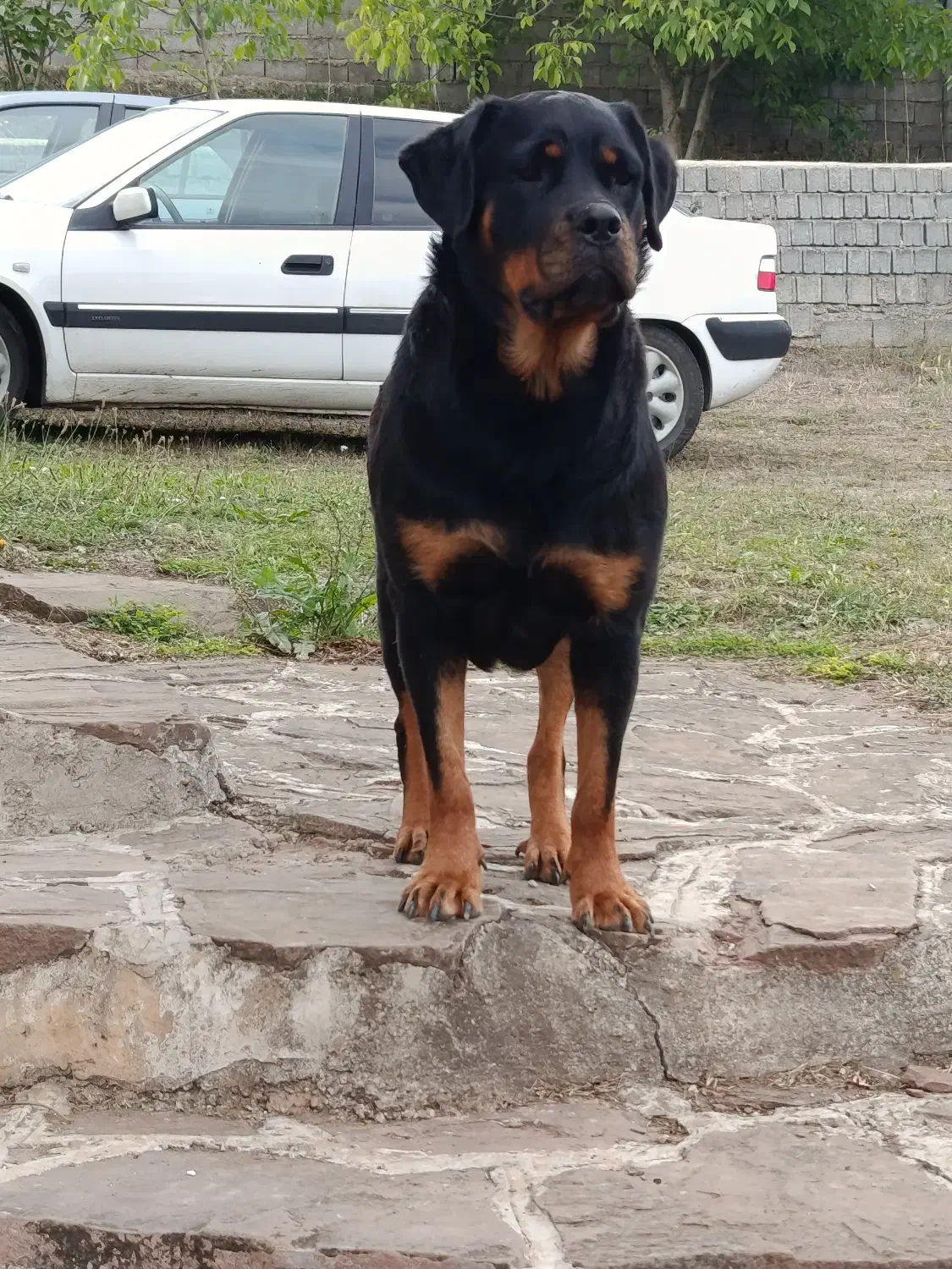 فروش روت اصل روسیه(ماده)|سگ|کلاردشت, |دیوار