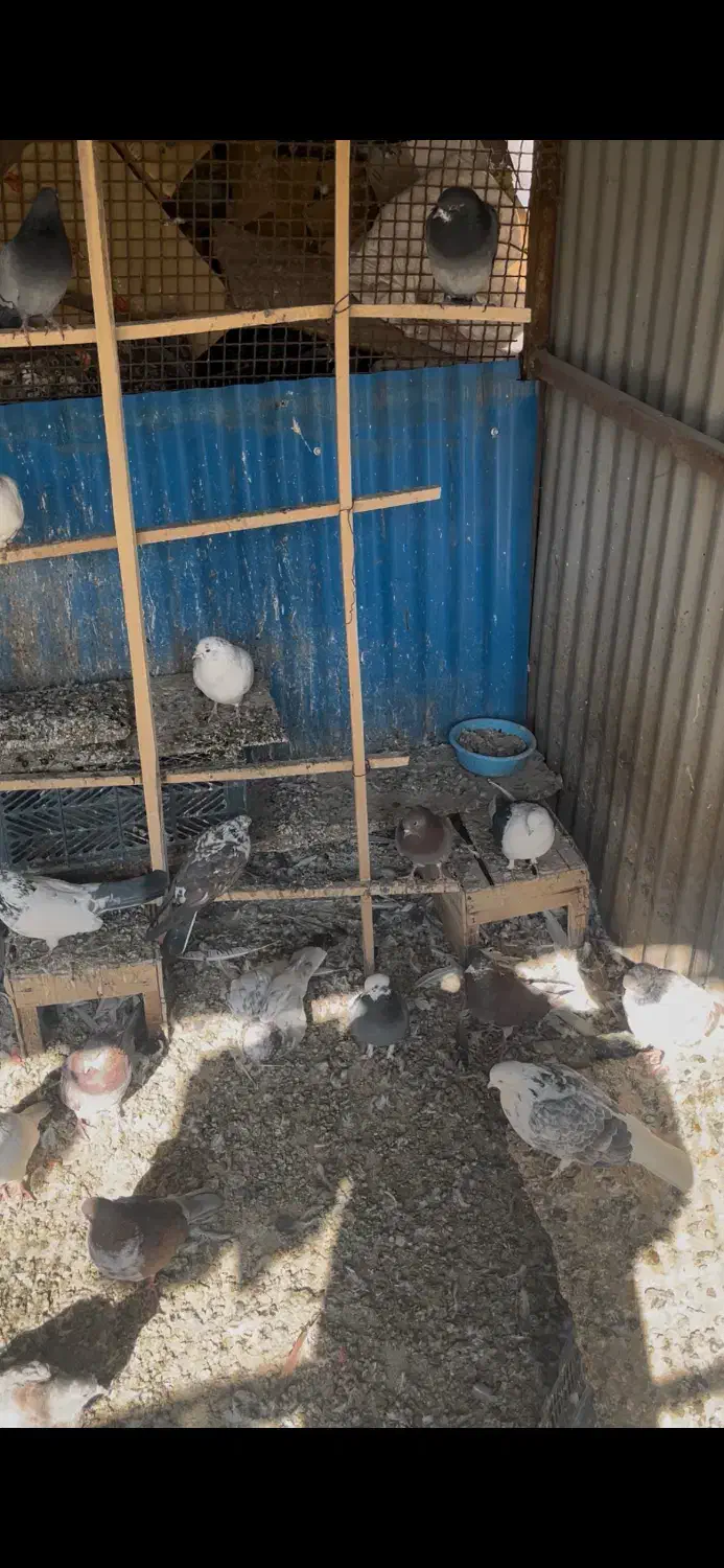 کبوتر پرشی محلات|پرنده|محلات, |دیوار