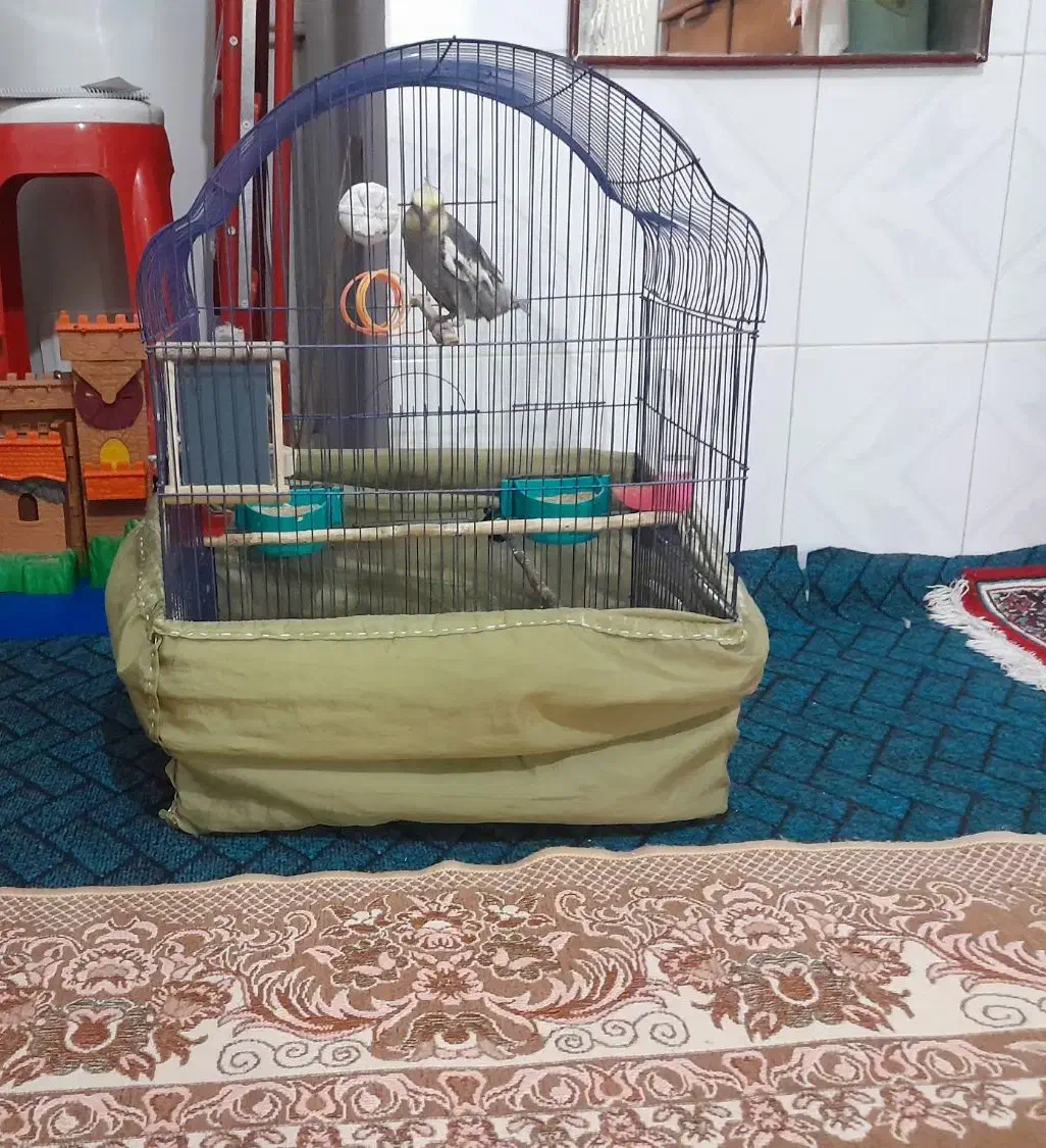 عروس هلندی|پرنده|ترکمانچای, |دیوار