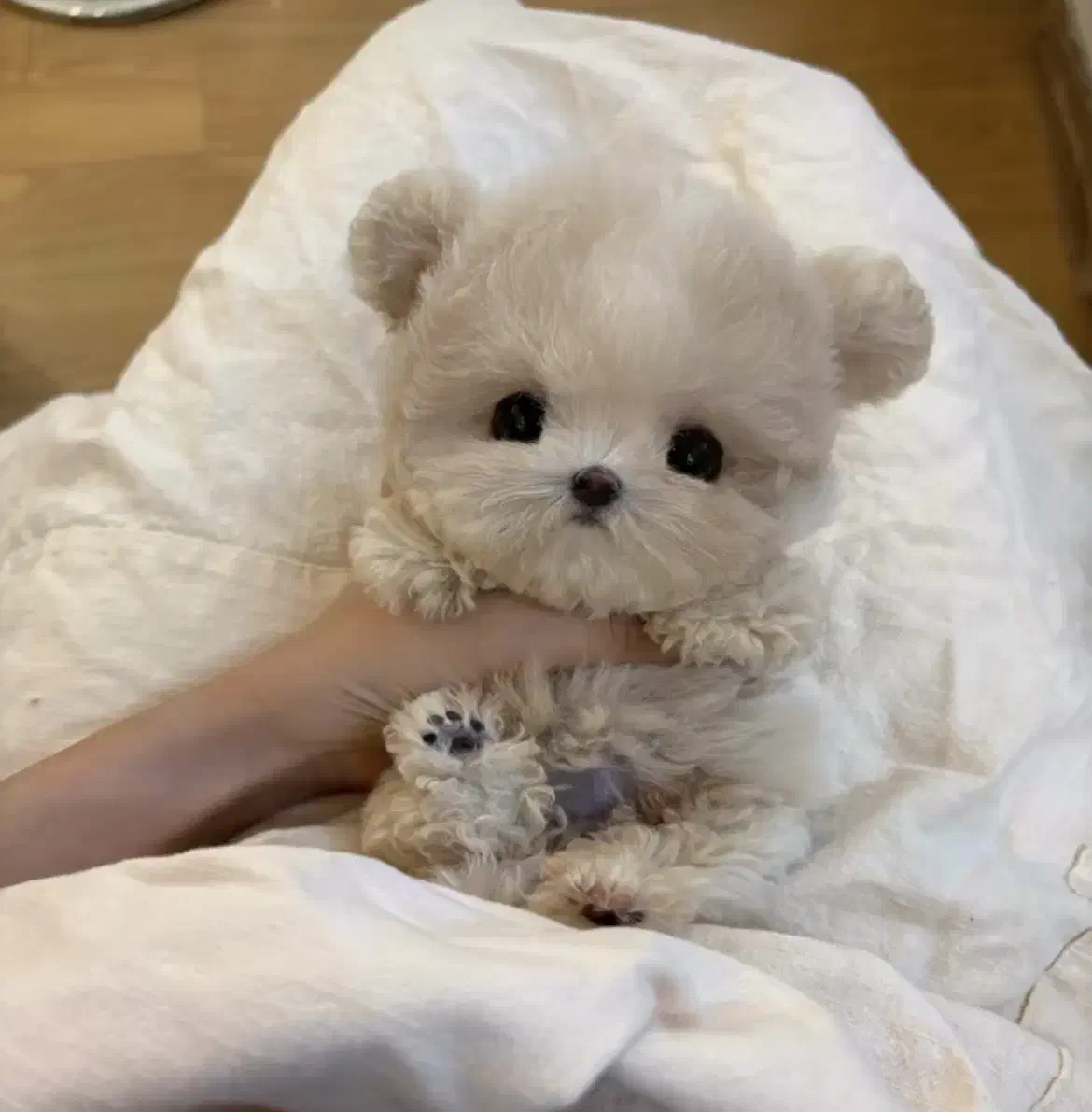 عروسکی جیبی|سگ|تهران, مرزداران|دیوار