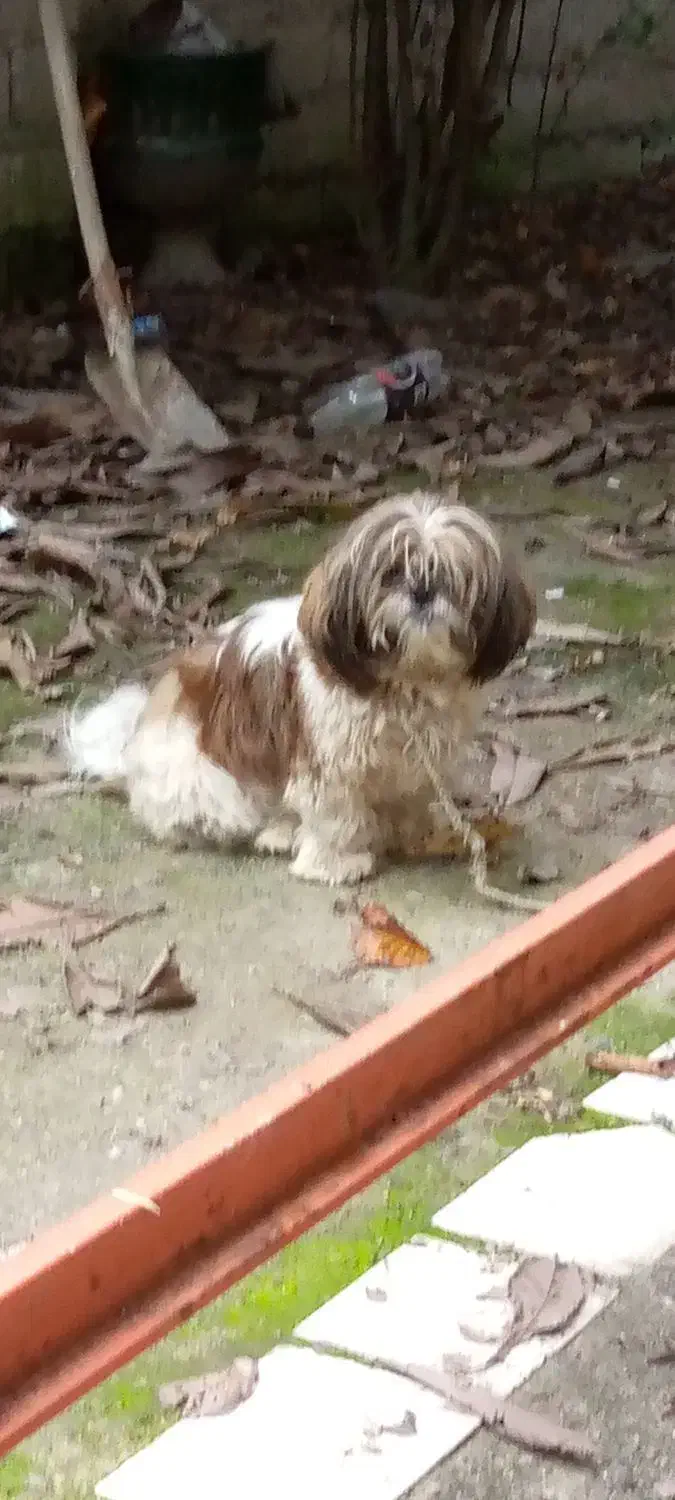 شیتزو دختر و پامر پسر|سگ|شفت, |دیوار