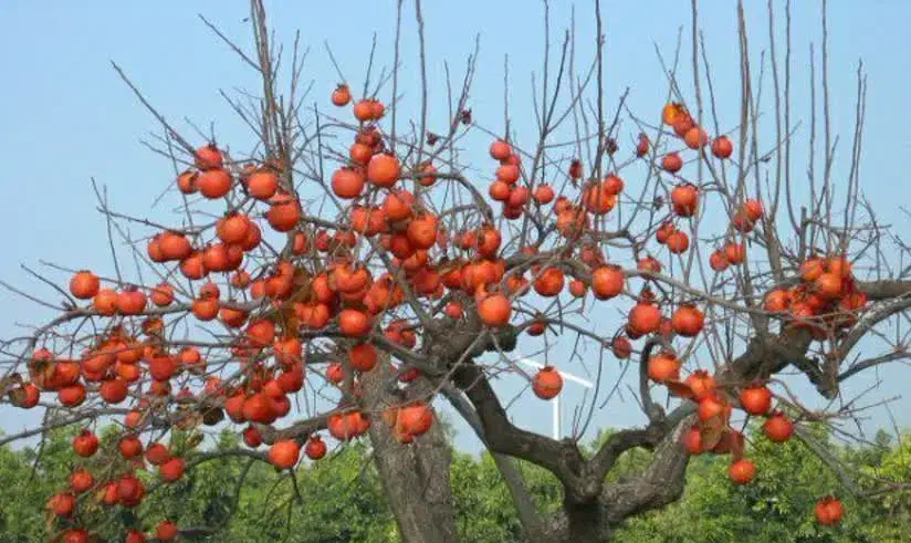 پیشفروش نهال شناسه دار خرمالو|خدمات باغبانی و درختکاری|بدره, |دیوار