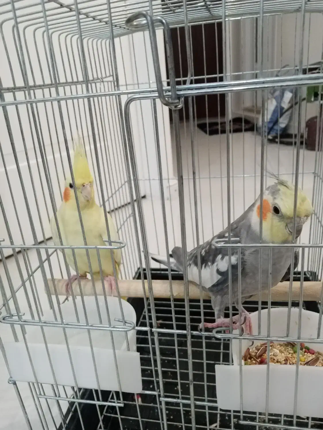 عروس هلندی|پرنده|تهران, جوادیه تهرانپارس|دیوار