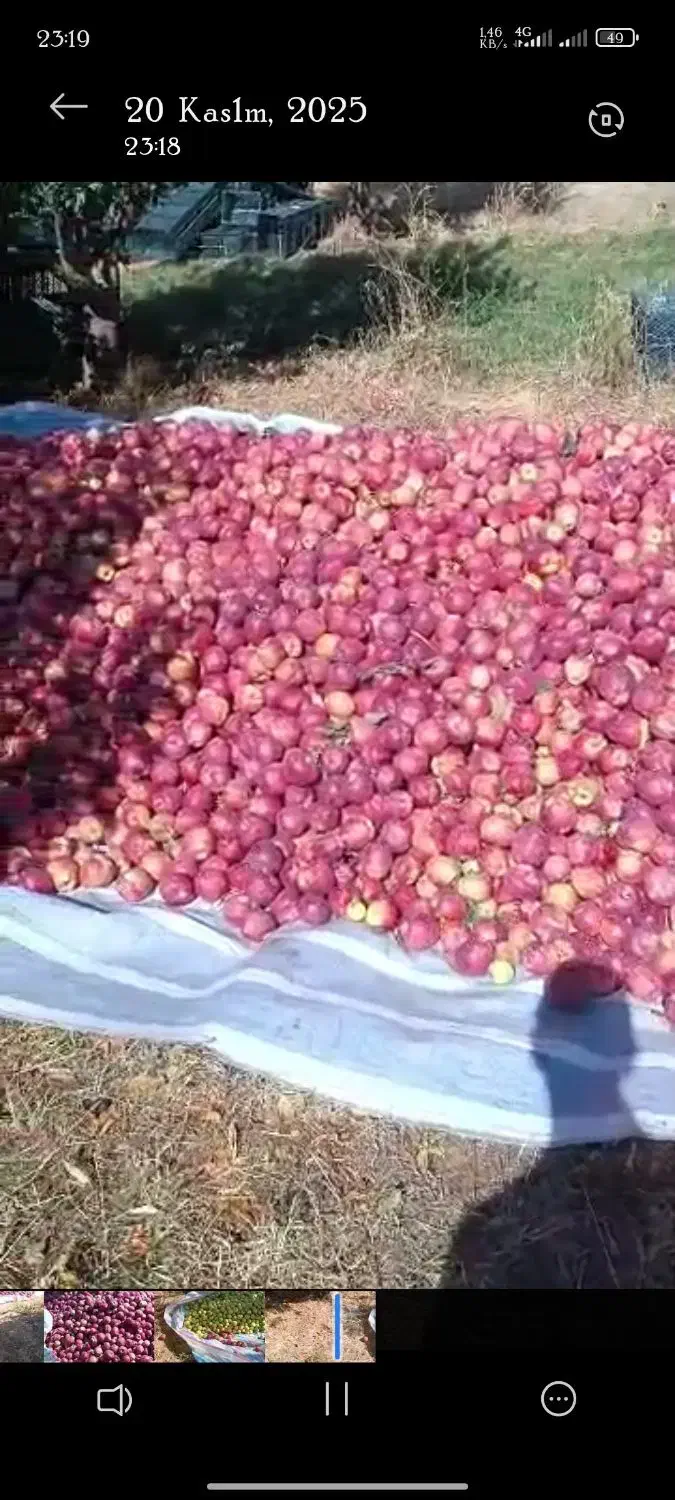 سیب قرمز|خوردنی و آشامیدنی|سیلوانه, |دیوار