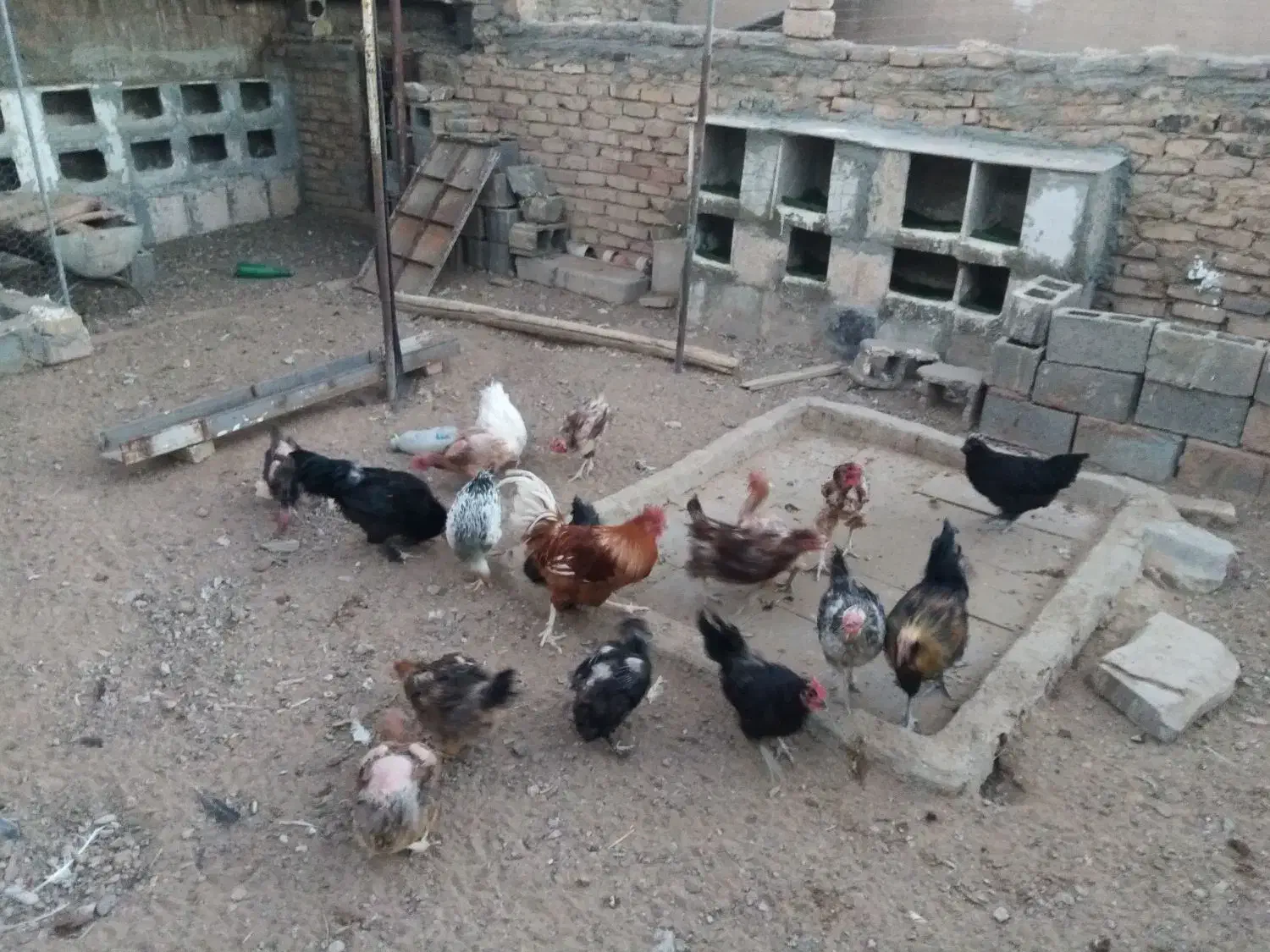 سلام تعدادی مرغ و خروس ویک تله گربه گیر|حیوانات مزرعه|سرایان, |دیوار