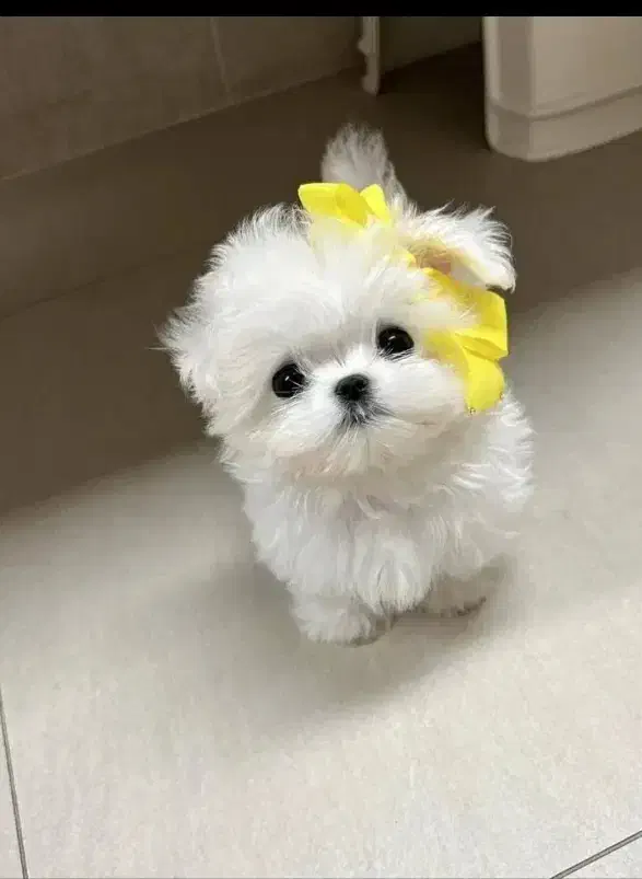 سگ مالتیپو|سگ|قم, ولیعصر|دیوار