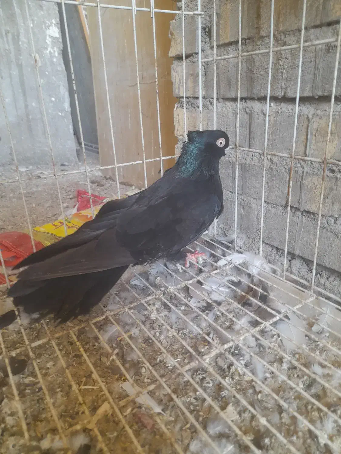 کبوتر زاغ نر یسر صرب در شادگان|پرنده|شادگان, |دیوار