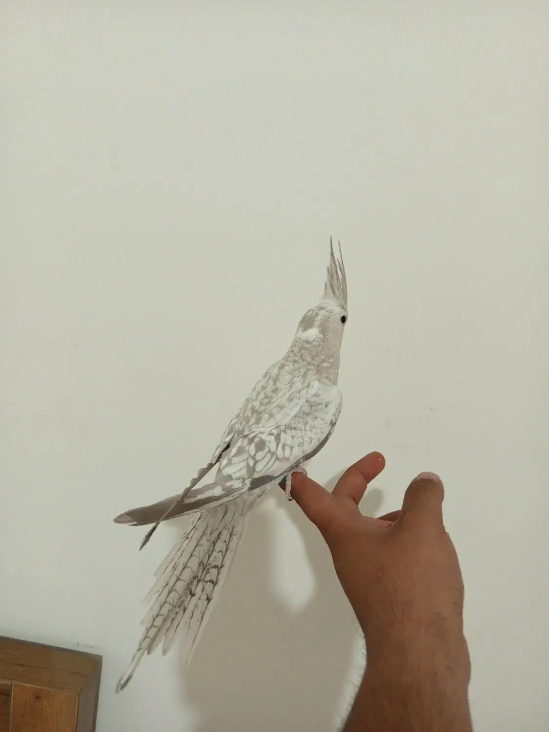 جوجه عروس هلندی ایزابلا ، مرواریدی ، سینامون|پرنده|اندیشه, شهرک مریم|دیوار