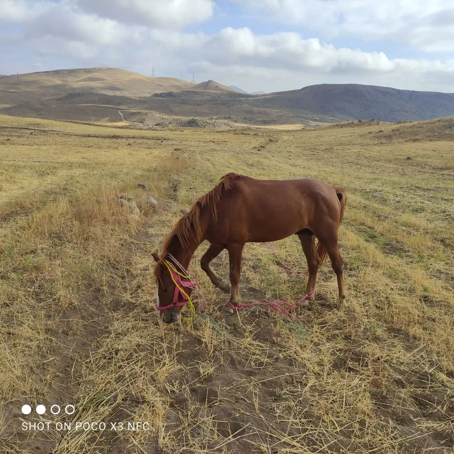 اسب جوان|اسب و تجهیزات اسب‌سواری|اهر, |دیوار