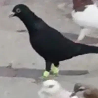 کفتر گمشده|پرنده|نیشابور, ده حلاج|دیوار