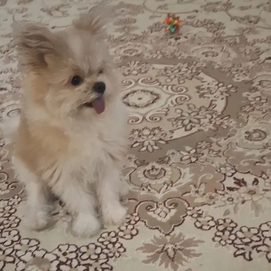 سگ گمشده|حیوانات|اصفهان, خانه اصفهان|دیوار