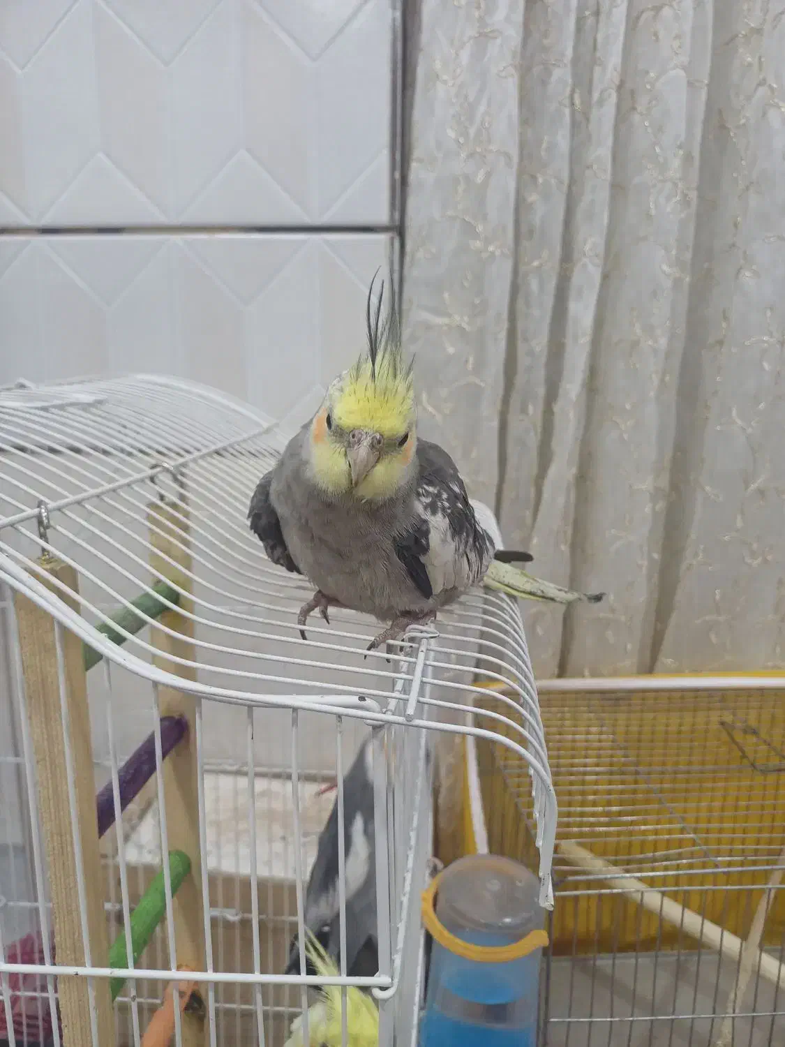 عروس هلندی|پرنده|مبارکه, |دیوار