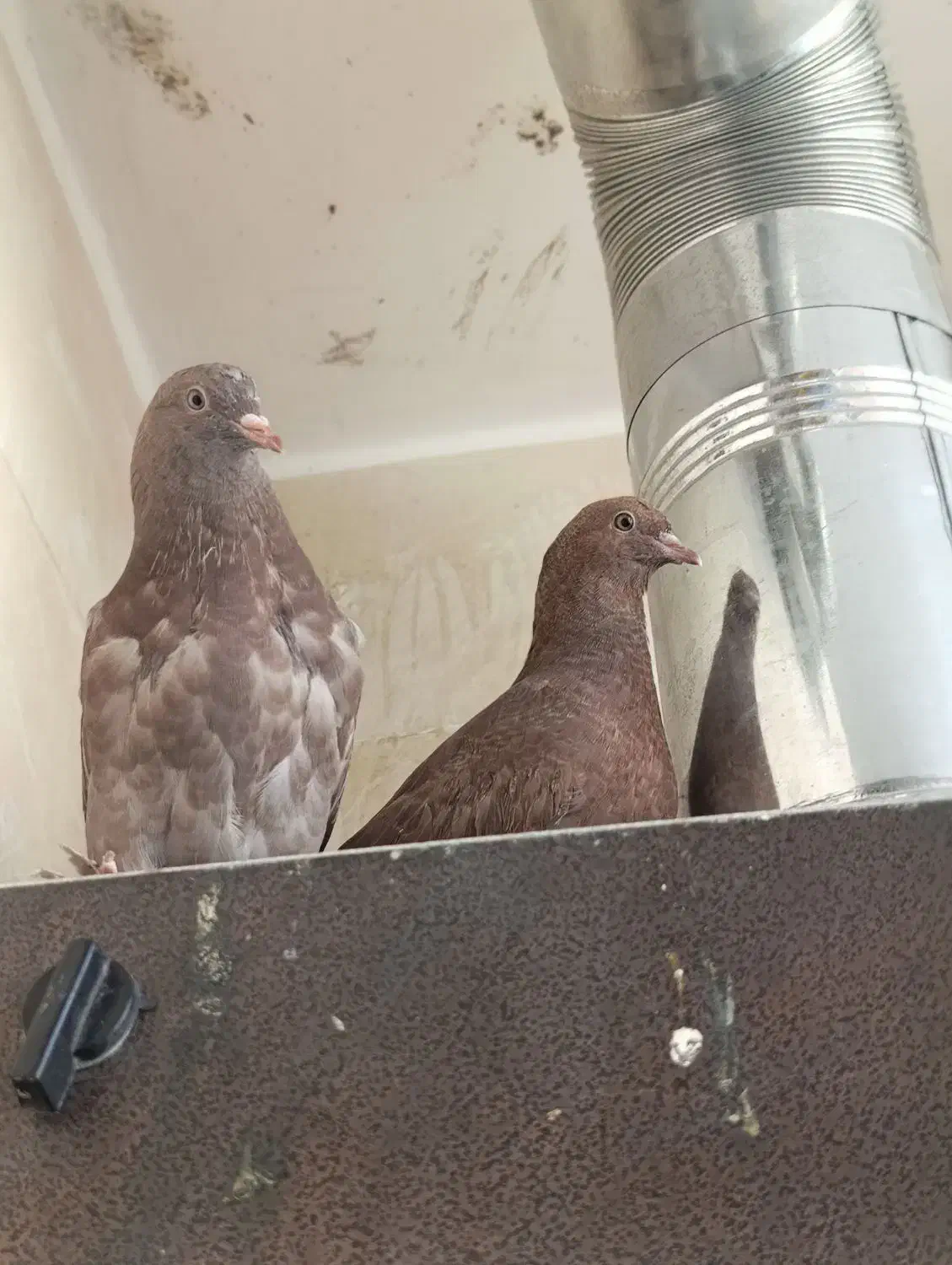 حیوان|پرنده|فولادشهر, مسکن مهر فولادشهر|دیوار