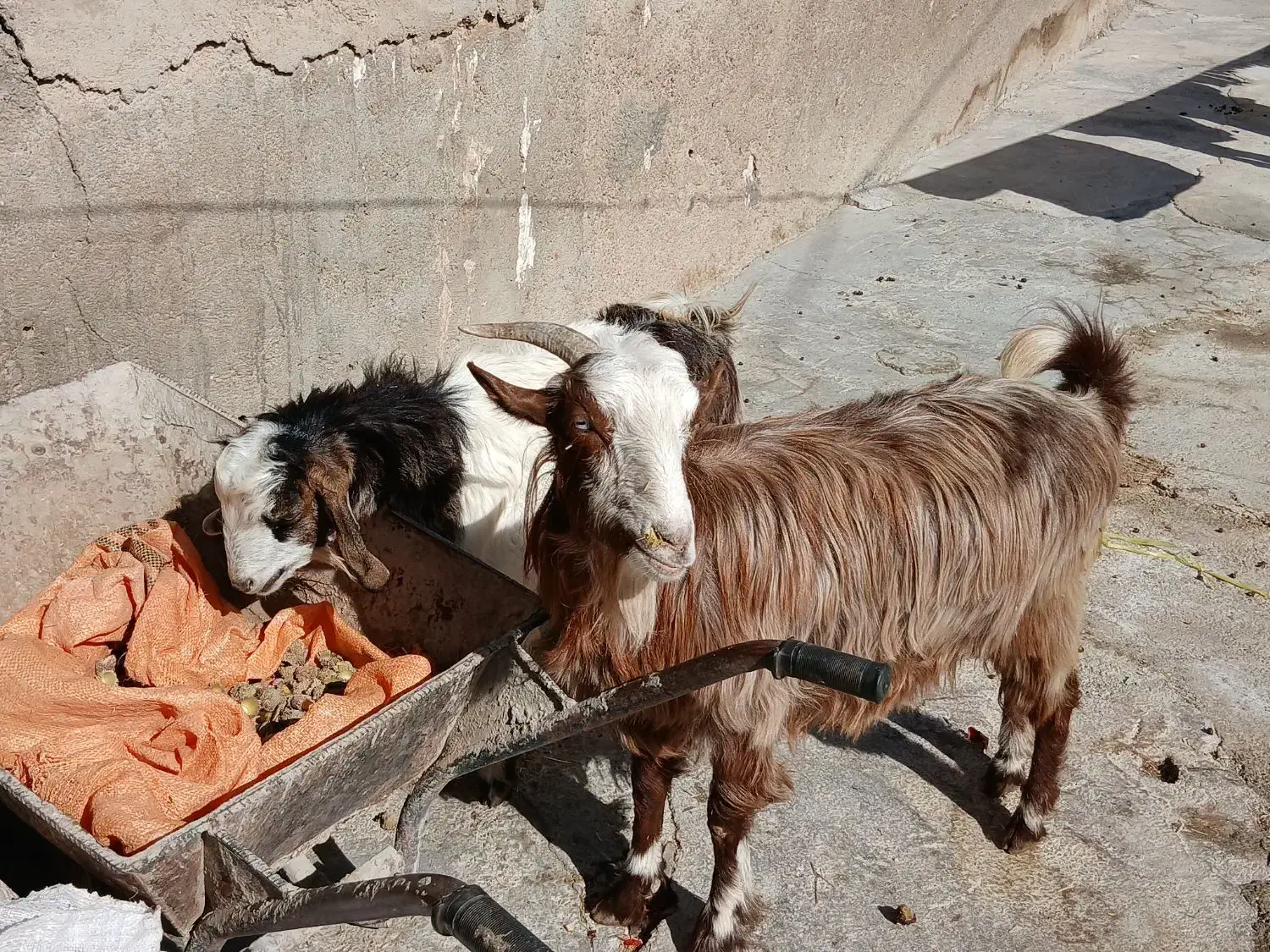 ۲بزآبستن +بزغاله های سالم و چاق+بز نر جوان وچاق|حیوانات مزرعه|دالاهو, |دیوار