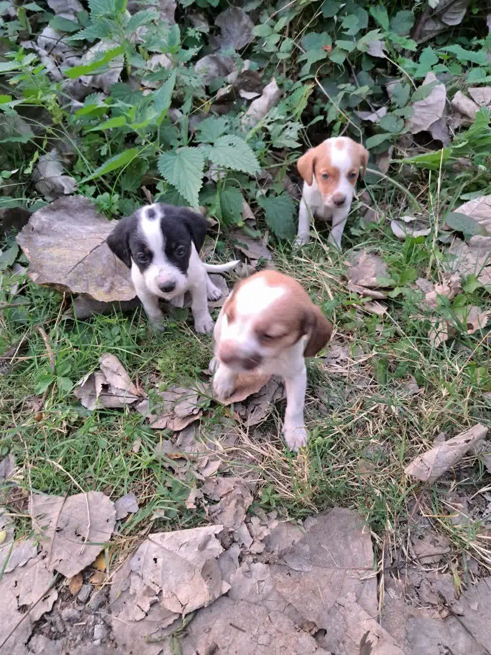 واگذاری۳ توله سگ نر|سگ|لولمان, |دیوار