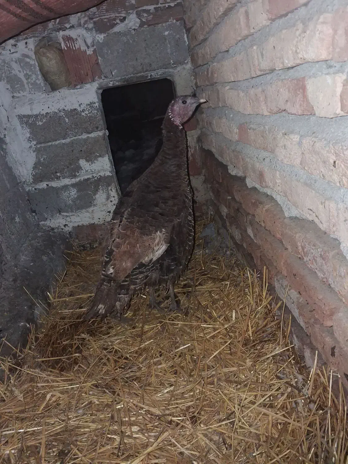 بوقلمون|حیوانات مزرعه|اردبیل, |دیوار