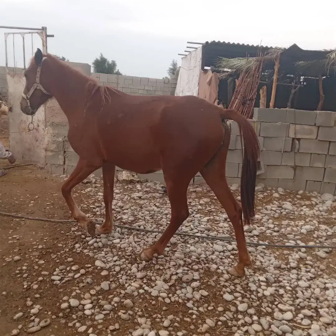 اسب|اسب و تجهیزات اسب‌سواری|رامهرمز, |دیوار