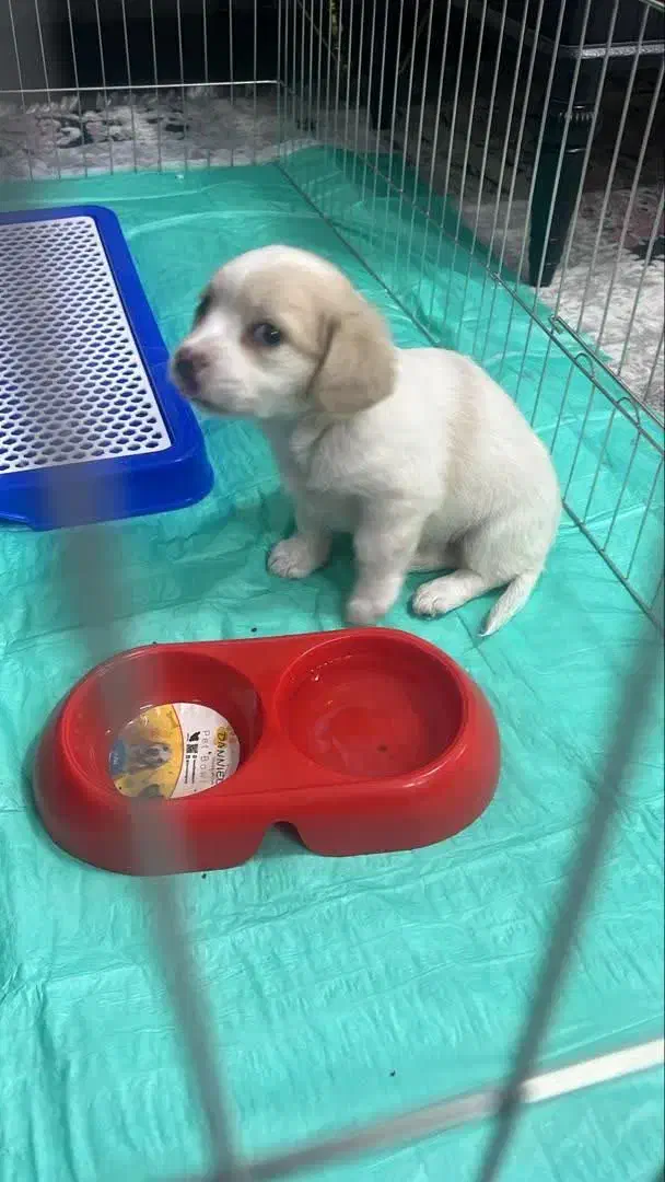 فروش سگ خانگی|سگ|تهران, باغ فیض|دیوار