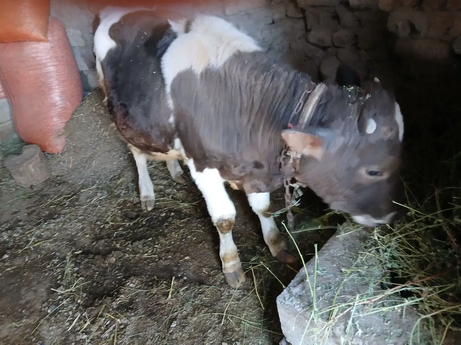 گوساله ۸ ماهه نر|حیوانات مزرعه|صومای برادوست, |دیوار