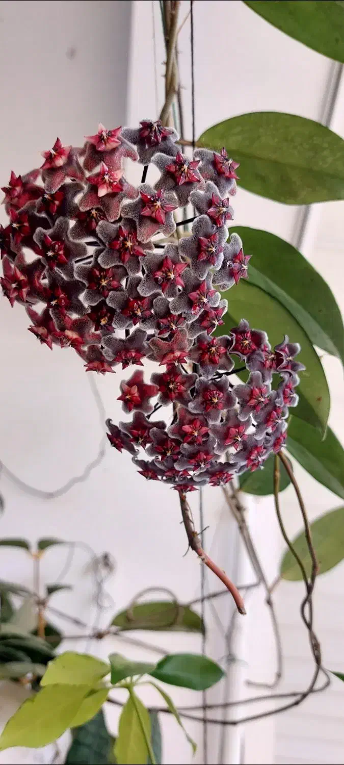 گل هویا|گل و گیاه طبیعی|رشت, کوی طالقانی|دیوار