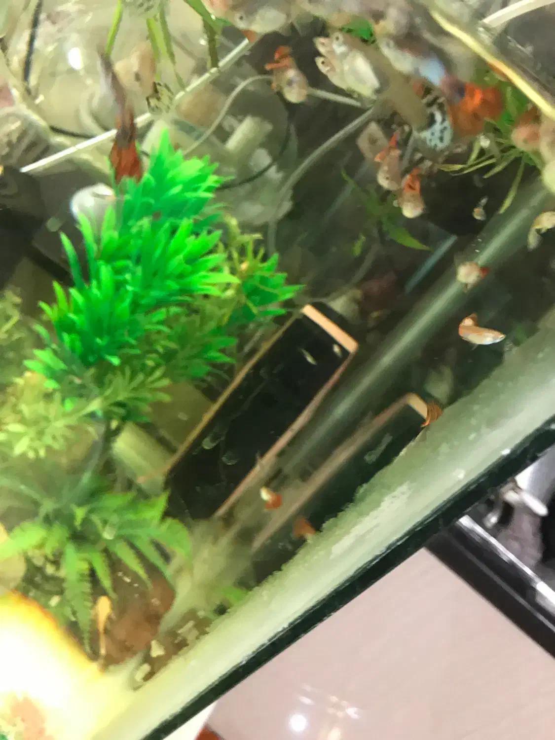 انواع ماهی گوشت خوار و گیاه خوار و لابستر و پرنده|ماهی|کرج, شهرک یاس شمالی|دیوار