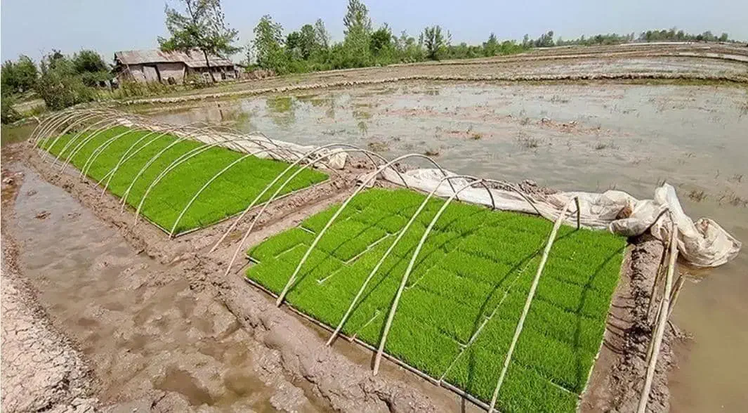 زمین کشاورزی|فروش زمین و ملک کلنگی|طاهرگوراب, |دیوار