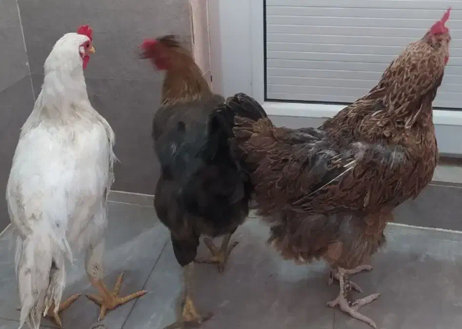 جوجه‌مرغ، مرغ و خروس محلی|حیوانات مزرعه|قم, چهل درخت‎|دیوار