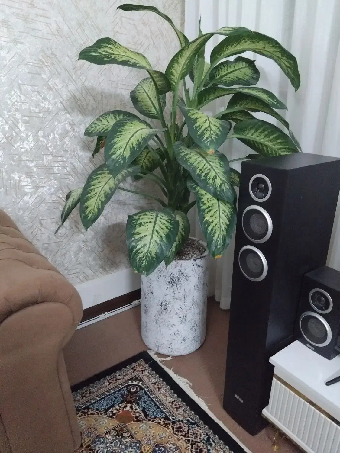 گل دیفن باخیا|گل و گیاه طبیعی|گلبهار, شهر جدید گلبهار|دیوار