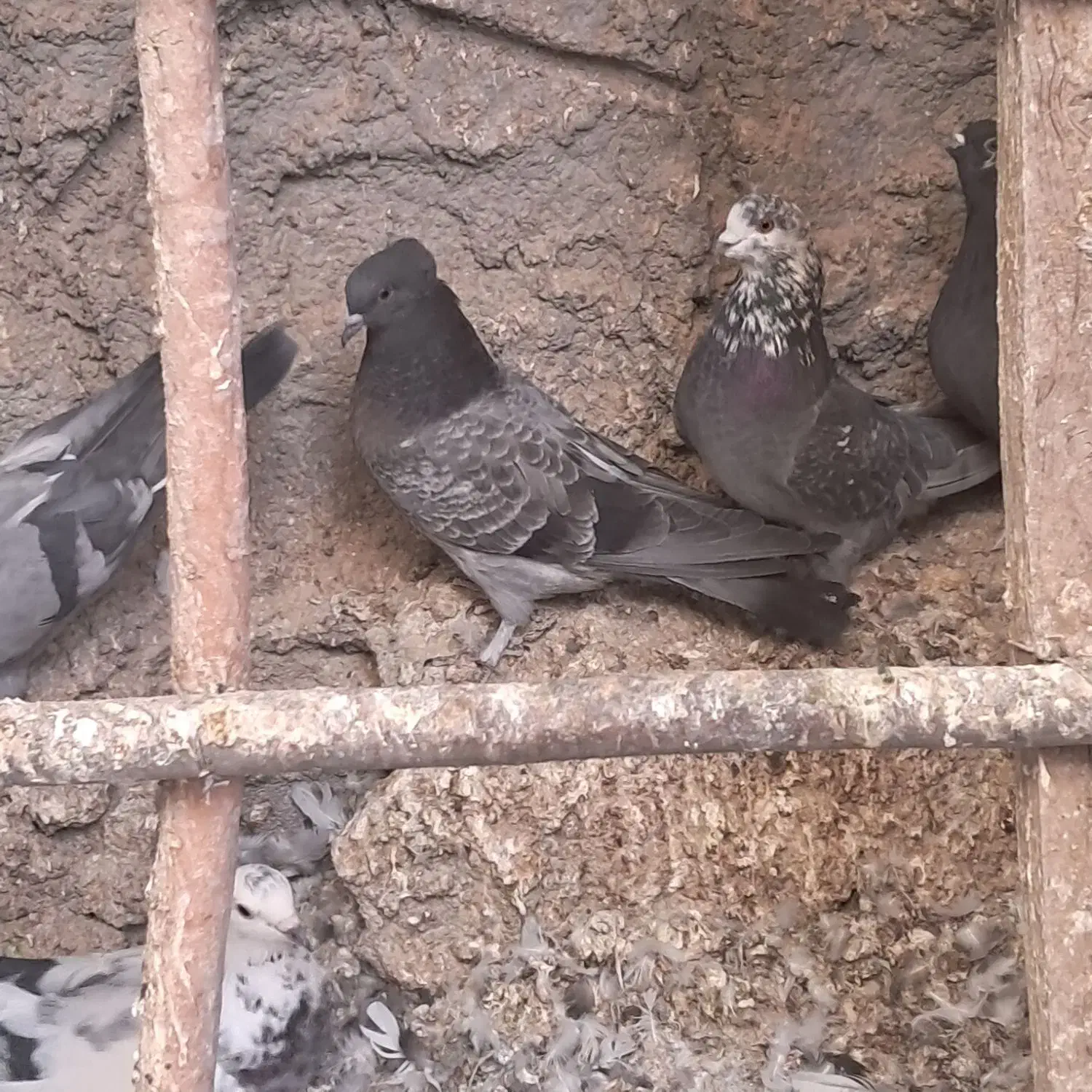 اصفهانی معاوضه با سهره خاکی|پرنده|اصفهان, ارغوانیه|دیوار