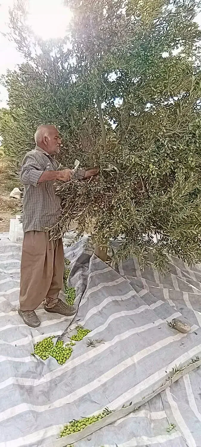 100 نفر کارگر برای باغ زیتون|استخدام بازاریابی و فروش|سقز, |دیوار