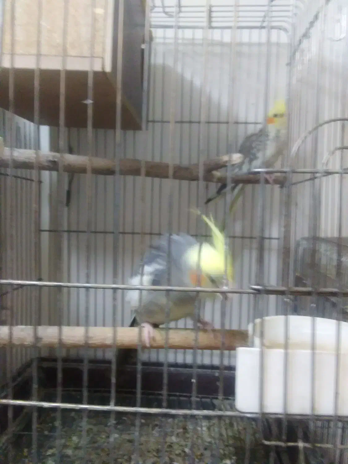 جفت عروس هلندی مولد|پرنده|بومهن, |دیوار